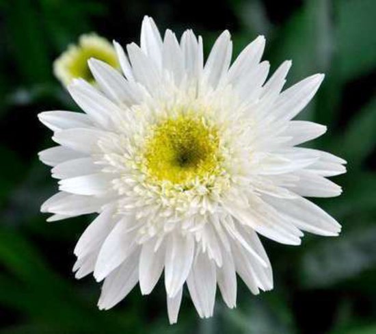 6 x Leucanthemum 'Wirral Supreme' - Margriet, Reuzenmargriet, Grootbloemige margriet in pot 9 x 9 cm