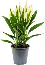 Plantenwinkel Cordyline Fruticosa Conga 55 cm kamerplant