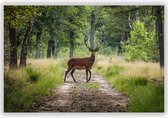 Overstekend Hert in Natuur op Aluminium - Foto op Dibond - Aluminium Schilderij - 120x80 cm