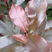 Photinia Fraseri 'Camilvy' - Glansmispel - 40-60 cm in pot: Struik met glanzend rood uitlopend blad en witte bloemen.