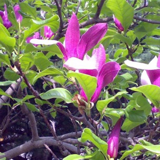 Magnolia Liliiflora 'Nigra'