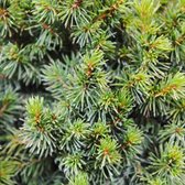 Picea Glauca 'Conica' - Witte spar|Tafelkerstboom 30-40 cm pot
