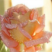 Diamond Painting roze roos