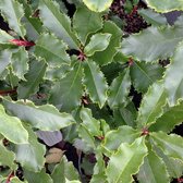 Photinia Fraseri Curly Fantasy ('Kolcurl') - Glansmispel 40-60 cm pot