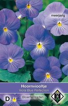 Van Hemert & Co - Viool Blue Perfection (Viola cornuta)