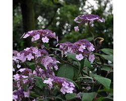 Hydrangea Villosa - Hortensia - 25-30 cm in pot: Struik met zachtbehaarde bladeren en lilapaarse tot blauwe bloemen.