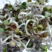 Mosterdkers kiemzaden biologisch (Sinapis alba) 100 g