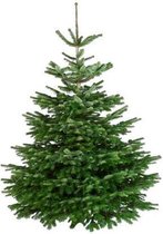 Echte kerstboom Nordmann Excellent - gezaagd - hoogte 125cm tot 150cm
