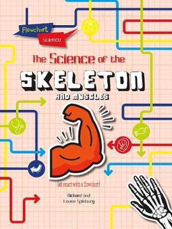 Flowchart Science The Human Body The Skeleton and Muscles