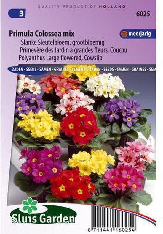 Sluis Garden - Primula Colossea Mixed (Sleutelbloem)