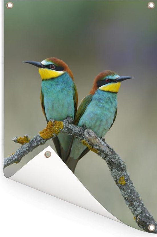 Deux adorables guêpiers regardent l'autre. Poster de jardin 40x60 cm - petit - Toile de jardin / Toile d'extérieur / Peintures d'extérieur (décoration de jardin)