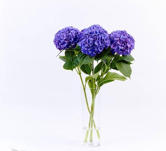 neef Bakken heilig Hortensia paars 3 bloemen | bol.com