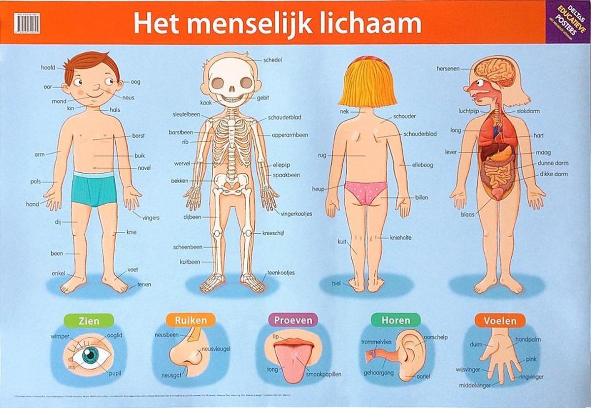 Deltas Educatieve posters Het menselijk lichaam Deltas Educatieve posters Het menselijk lichaam