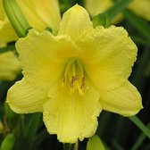 6 x Hemerocallis 'Happy Returns' - Daglelie pot 9x9cm - Grote, heldergele bloemen, herbloeiend, langbloeiend