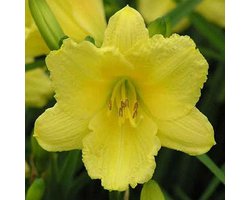 6 x Hemerocallis 'Happy Returns' - Daglelie pot 9x9cm - Grote, heldergele bloemen, herbloeiend, langbloeiend