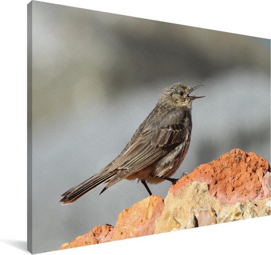 A chantant Pipit Toile 30x20 cm - petit - Tirage photo sur toile (Décoration murale salon / chambre)