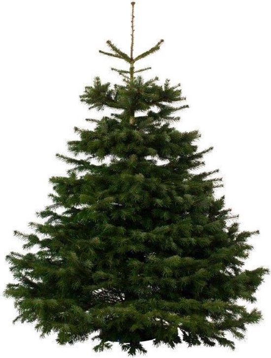 De kerstbomenspecialist echte kerstboom Nordmann Excellent 175-200cm