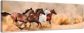Galopperende paarden - Canvas Schilderij Panorama 118 x 36 cm