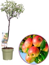 Appelboom, Malus domestica Jonagold, zelfbestuivend, winterhard