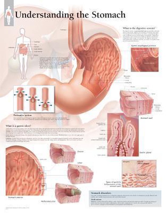 Foto: Understanding the stomach laminated poster