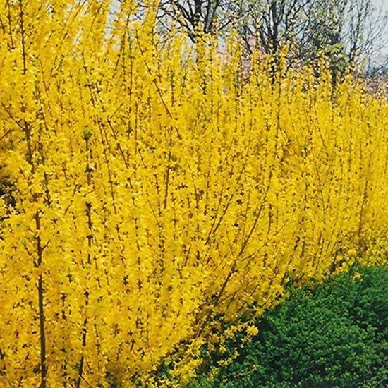 Forsythia Intermedia 'Lynwood' - Mimosa de Paris 'Lynwood' 50-60 cm pot