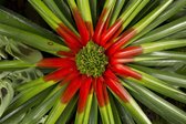 Fascicularia 'Bicolor'; Totale hoogte 25-30cm incl. Ø 19cm pot | Tuinbormelia