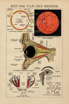 Oog van de Mensch, mooie vergrote reproductie van een oude plaat met de anatomie van het menselijk oog uit ca 1910