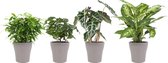 Kamerplanten van Botanicly – 4 × Ficus, Koffieplant, Olifantsoor of Skeletplant, Dieffenbachia incl. taupe sierpot als set – Hoogte: 25 cm – Ficus Green Kinky, Coffee plant, Alocas