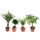 Tropische groene planten mix Ficus GinSeng - Beaucarnea - Pachira - Yucca