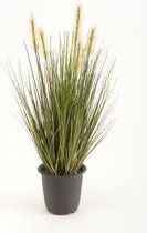 Plante herbacée Vert 45cm