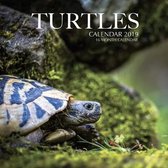 Turtles Calendar 2019