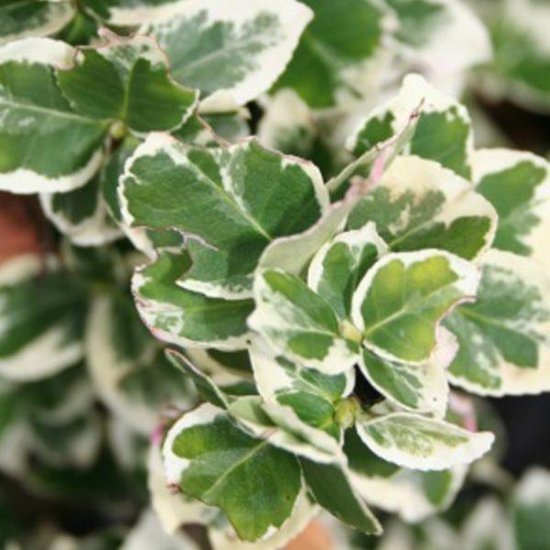 Euonymus Fortunei 'Emerald Gaiety' - Kardinaalsmuts 15-20 cm pot