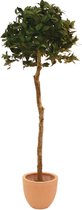 Europalms Laure ballenboom, 180cm