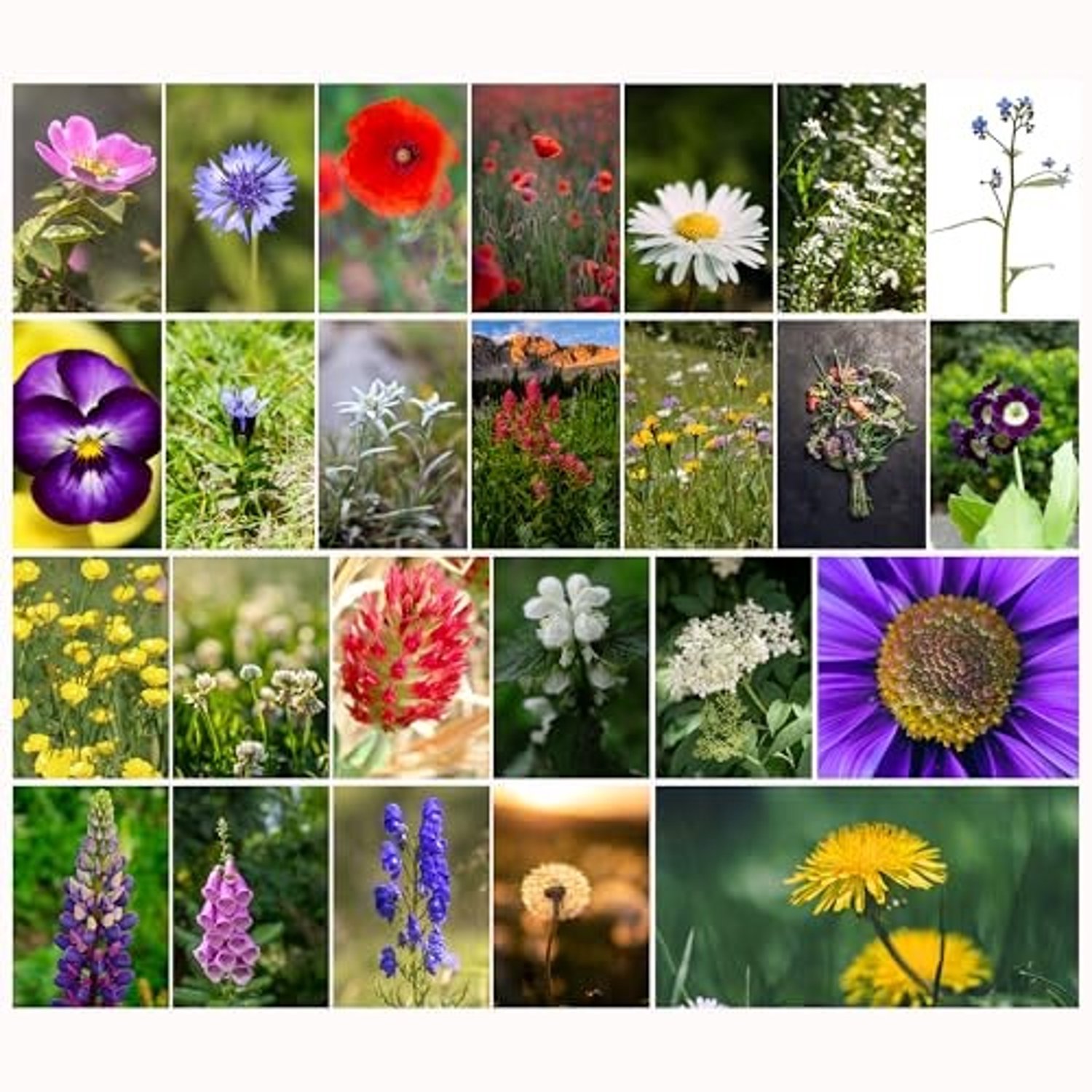 Set van 25 Postkaarten met Wilde Bloemen - Perfect voor Verjaardagen en Groeten