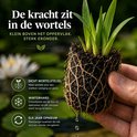 Een plant met een dicht wortelstelsel, 'De kracht zit in de wortels' staat erop. Met tekst over winterhardheid.