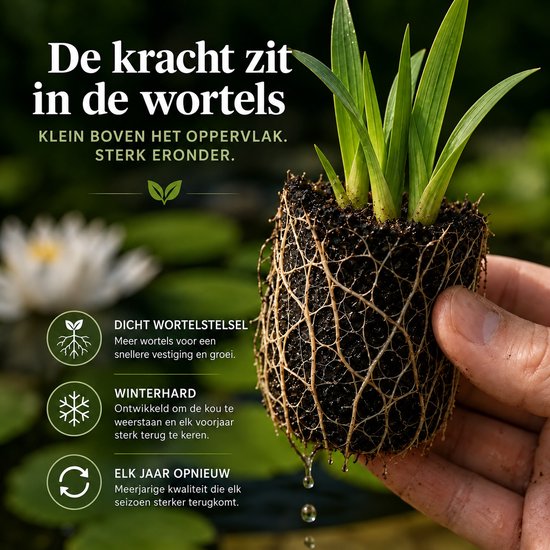 Een plant met een dicht wortelstelsel, 'De kracht zit in de wortels' staat erop. Met tekst over winterhardheid.
