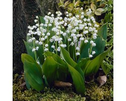 Lelietje-van-dalen (Convallaria Majalis) - Convallaria Wit - Lelietje van Dalen - Vaste planten - Bijen-Vlinders - Snijbloemen - Geurend