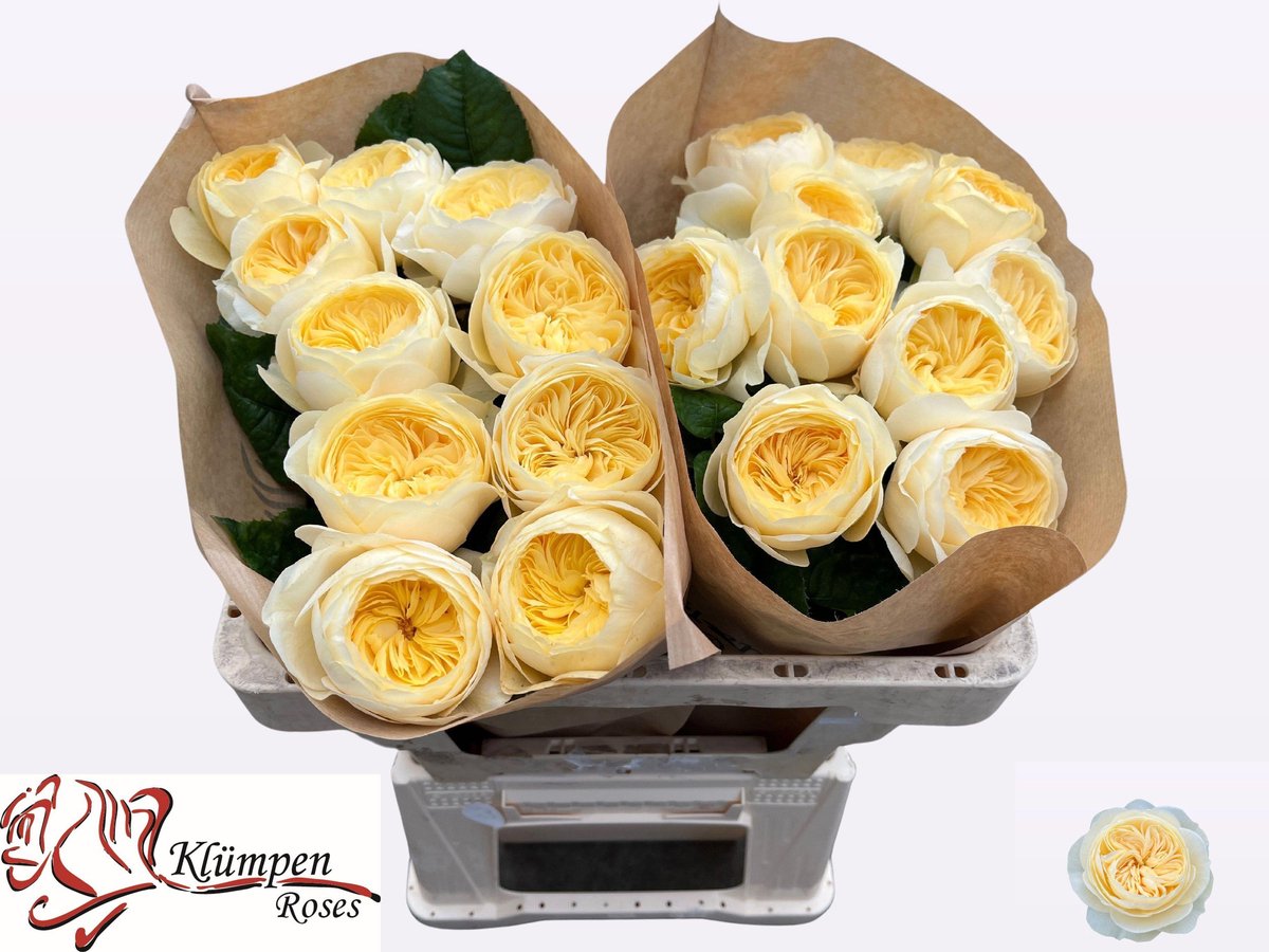10x Rosa nona! 50cm
