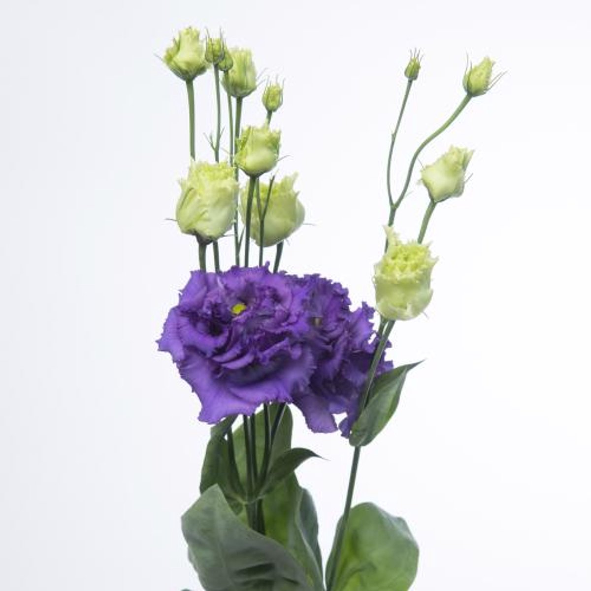 10x Eust.alissa blue du 70cm