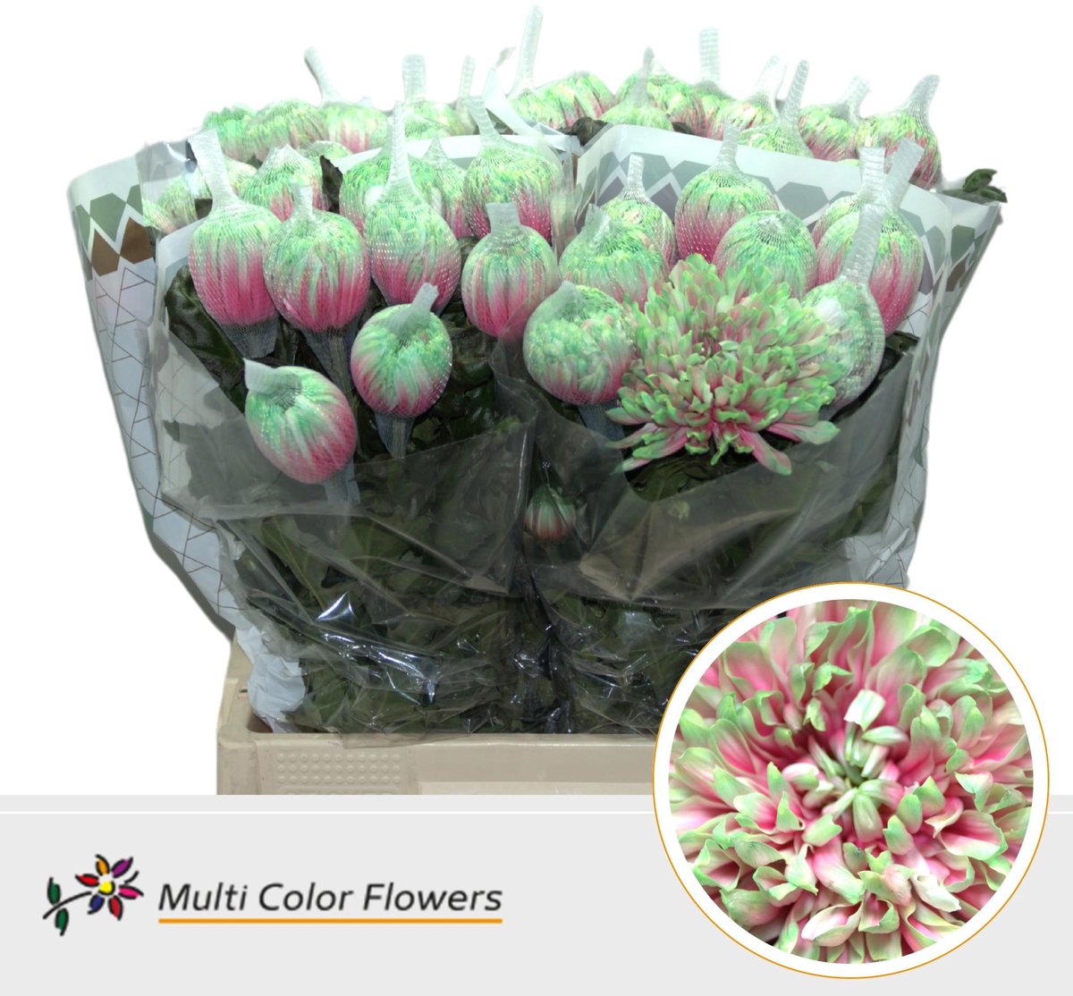 10x Chrysant antonov watermeloen 70cm