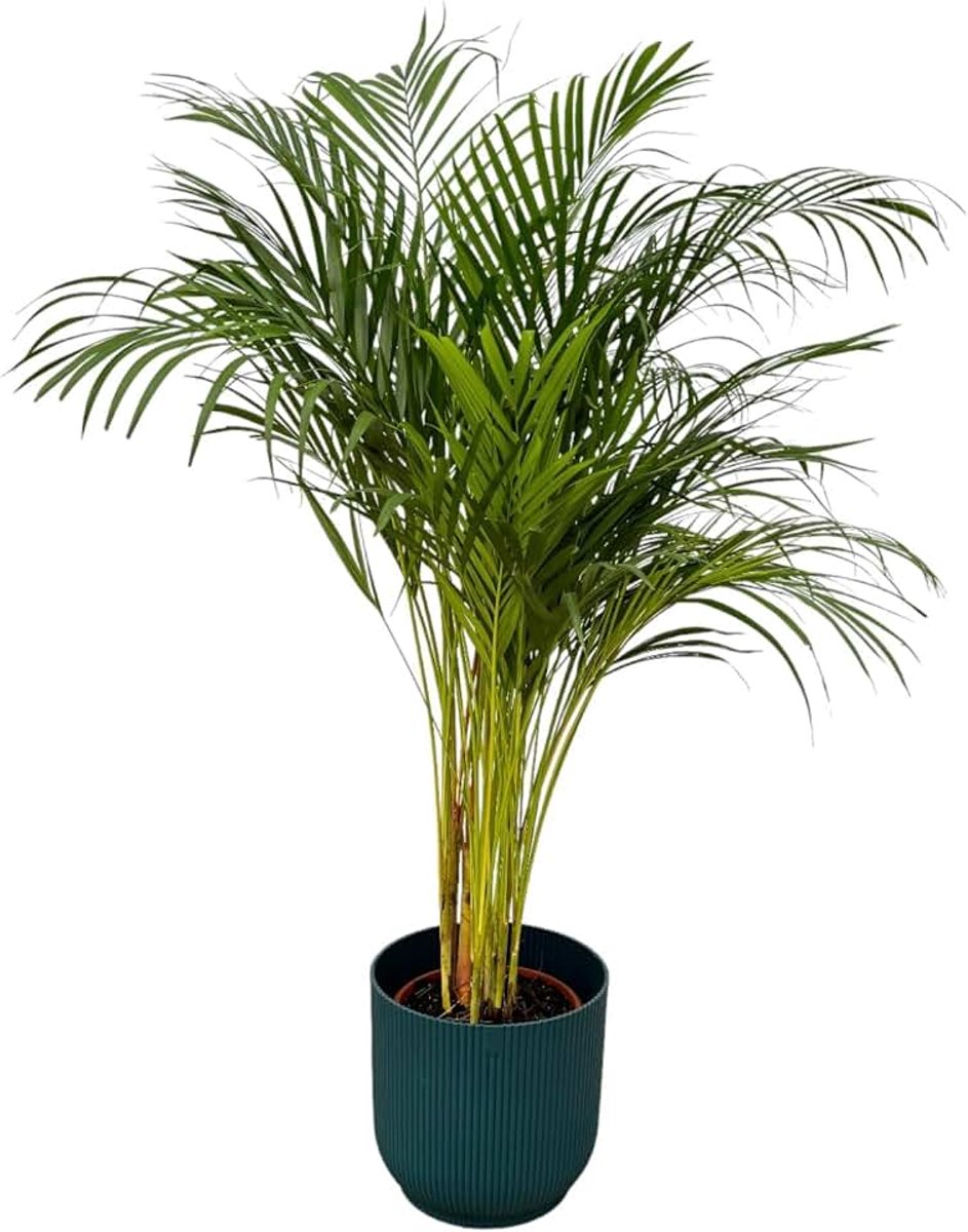 Palm - ↨130cm - Ø24cm inclusief elho Vibes Fold Round roze D30xH27