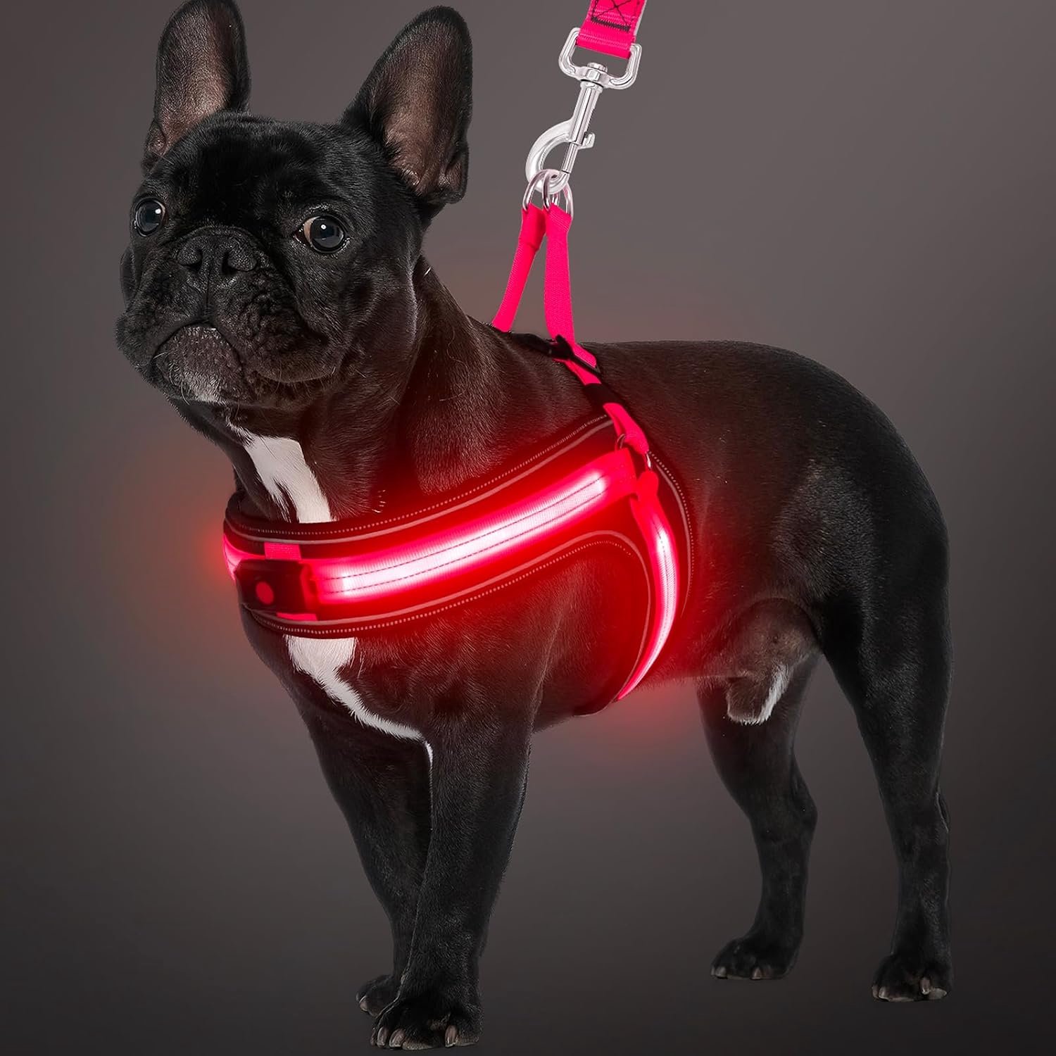 Led-borstharnas voor honden, middelgroot, oplaadbaar lichtharnas, hondenvest met 3 lichtmodi, licht op in het donker, praktische accessoires voor kamperen met hond, lichtgevend hondenharnas