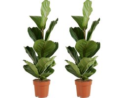 2x Ficus Lyrata, 80-100 cm, pot 21 cm