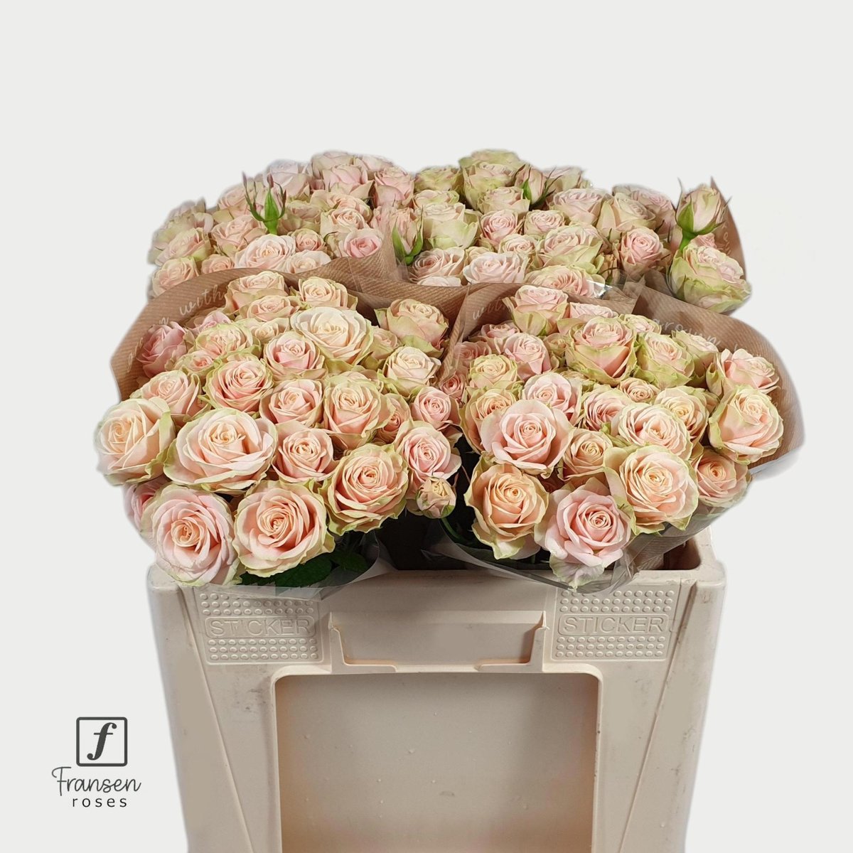 10x Rosa whitney 50cm