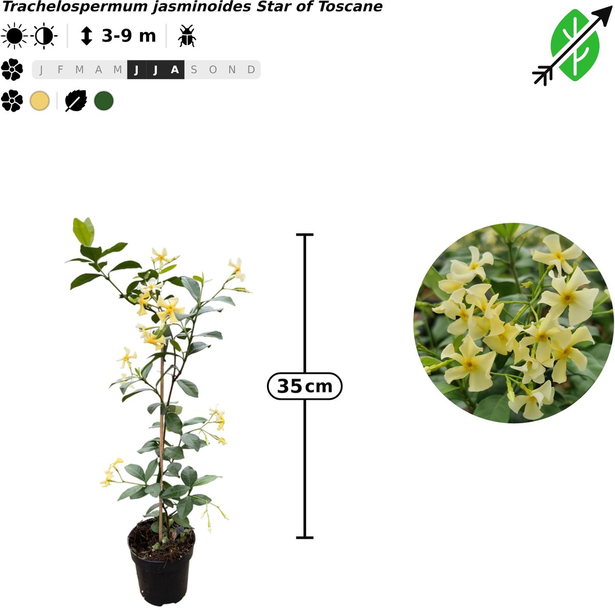 Singleplants - 12x Trachelospermum jasminoides 'Selbra' - Pot P9,5 - klimplant - winterhard tot -10°C
