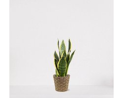 Sansevieria Superba in siermand Mandy – Vrouwentong – eenvoudig te verzorgen slangenplant - 30-40cm - Ø12 – geleverd met plantenpot – vers uit de kwekerij