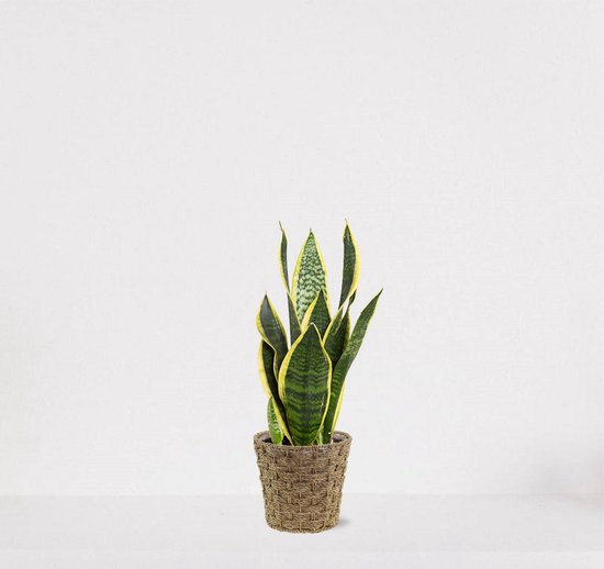 Sansevieria Superba in siermand Mandy – Vrouwentong – eenvoudig te verzorgen slangenplant - 30-40cm - Ø12 – geleverd met plantenpot – vers uit de kwekerij