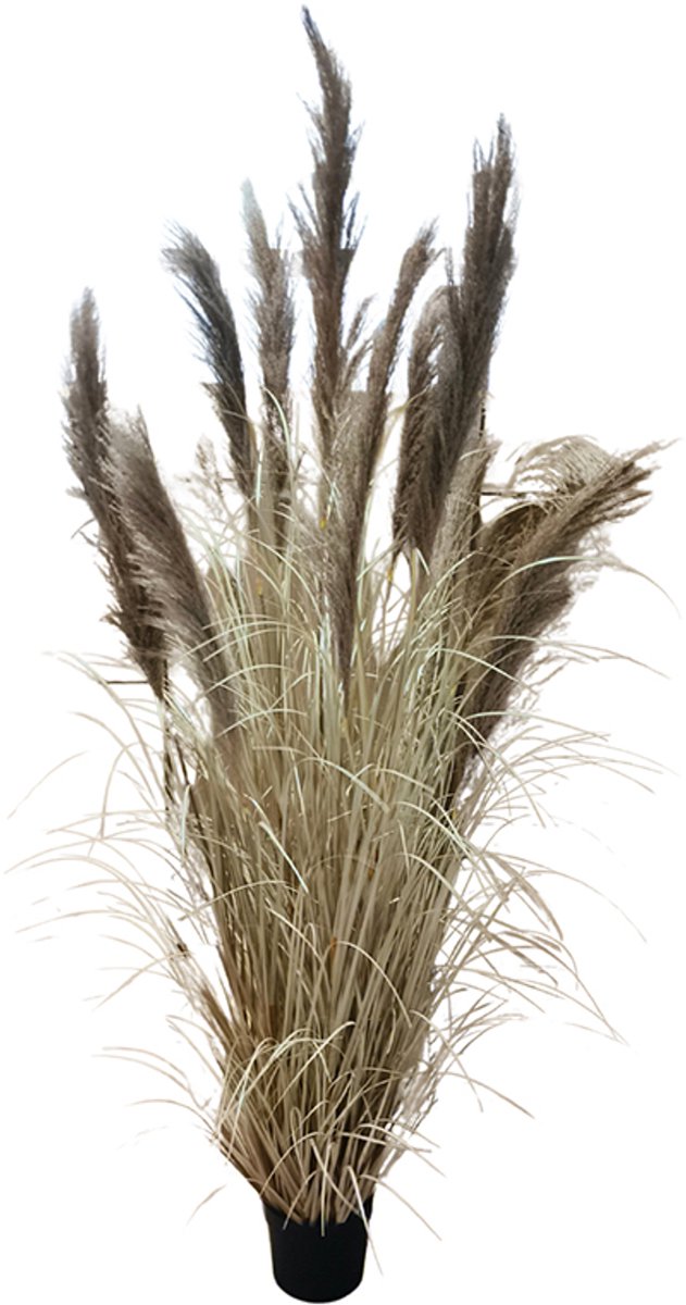 Onion Grass Natural Pampas 210cm