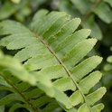 Close-up van het felgroene, geveerde blad van een Nephrolepis varen.