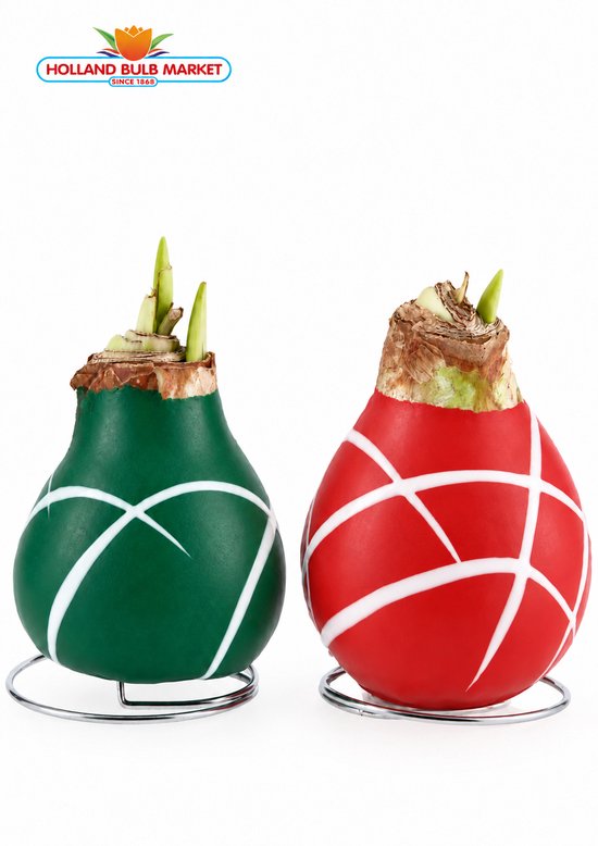 Holland Bulb Market Amaryllis-bollen in groene en rode was met witte lijnen op metalen ringen.